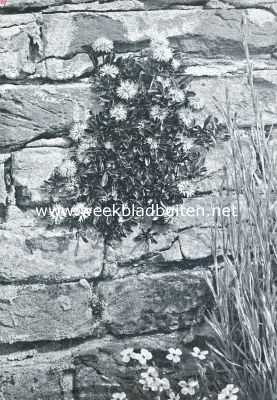 Gelderland, 1916, Wageningen, Muurplanten en plantenmuren. Globularia Cordifolia (rechts anjerstengels in knop)