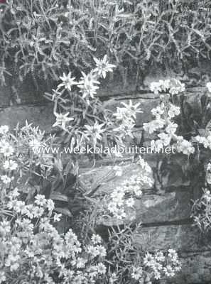 Gelderland, 1916, Wageningen, Muurplanten en plantenmuren. Middenin Gnaphalium Leontopodium (edelweisz); rechts Silene Zawadsky, links Cerastium Tomentosum (snow in summer)