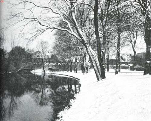 Onbekend, 1916, Onbekend, Boomen en licht. De acacia doet zich door zijn vorm dadelijk kennen als een lichteisende boomsoort: niet alleen de takken, ook de geheele stam richt zich naar de zijde, waar hij licht vindt