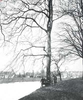 Onbekend, 1916, Onbekend, Boomen en licht. Plataan in een park. Waar boomen het licht onderscheppen worden geen takken gevormd: ze richten zich naar het licht en groeien over het water