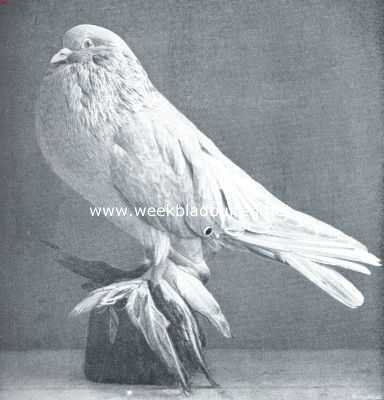 Onbekend, 1916, Onbekend, De duiven. Geelbroek Hollandsche kropper. Het hier afgebeelde exemplaar is een der beste dieren van zijn soort geweest en heeft steeds als voorbeeld gediend