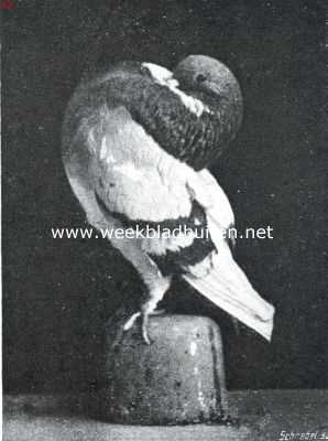 Onbekend, 1916, Onbekend, De duiven. Blauwbonte holle kropper. De Holle kroppertjes behooren tot de meest gewilde Hollandsche duiven, vooral door hunne levendigheid