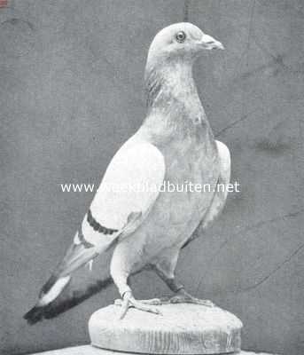 Onbekend, 1916, Onbekend, De duiven. Blauwband postduif. Dit is een vogel van het moderne type. Eigenaar de heer P. de Vries, Amsterdam