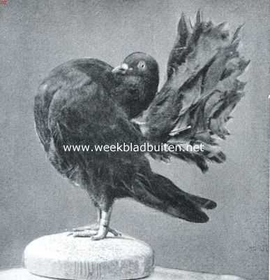 Onbekend, 1916, Onbekend, De duiven. Zwarte pauwstaart doffer. Dit fraaie exemplaar is meermalen bekroond. Eigenaar: de heer Bakhuis te Amsterdam