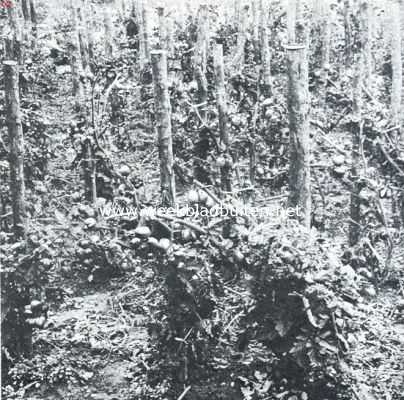 Onbekend, 1916, Onbekend, Tomaten. Buiten in den vollen grond gekweekt.