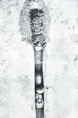 Onbekend, 1916, Onbekend, De Driehoornige Mestkever. Het driehoorn-paar verricht molenaars- en bakkerswerk