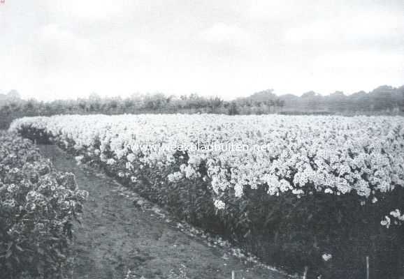 Tusschen de bloemenvelden. Veld met vlambloemen of herfstseringen, Phlox Decussata