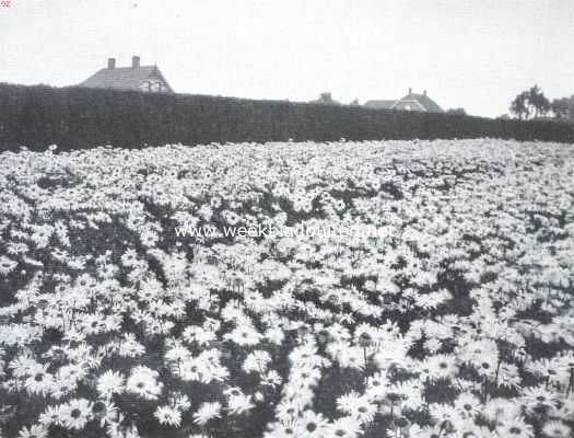 Onbekend, 1916, Onbekend, Tusschen de bloemenvelden. Overblijvende margarieten, Chrysanthemum Maximum