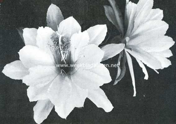Onbekend, 1916, Onbekend, Cacteen. Bloemen van een Phyllocactus Mlle Rose Weingarten