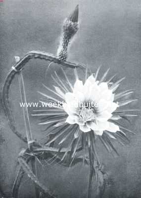 Onbekend, 1916, Onbekend, Cacteen. Cereus Grandiflorus, de nacht-cactus. Bloem en knop