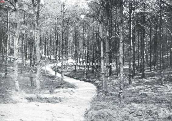 Overijssel, 1916, Rijssen, Rijssen. In het bosch