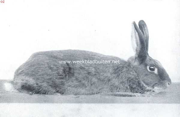 Onbekend, 1916, Onbekend, De tamme konijnenrassen. Havana and Tan voedster. Een mooi exemplaar van deze nog nieuwe variteit der Tan geteekende konijnen, in Holland ontstaan
