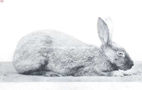 Onbekend, 1916, Onbekend, De tamme konijnenrassen. Blauwzilverkonijn. Voedster. De zilverkonijnen behooren tot de meest populaire konijnen. Het aantal kleurslagen is zeer groot