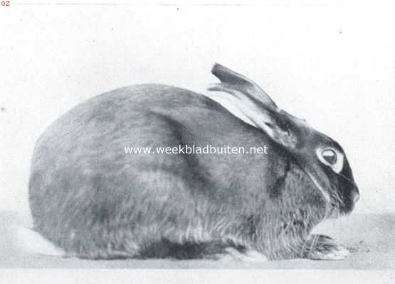 De tamme konijnenrassen. Black and Tan konijn. Dit is een Engelsche creatie. De pels is zwart met vosroode afteekeningen. Een klein sierlijk ras