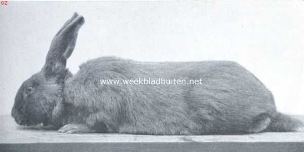 Onbekend, 1916, Onbekend, De tamme konijnenrassen. Blauwe Weener rammelaar. Een eerste prijs-winner op de groote tentoonstellingen. Prima type; diepblauwe kleur