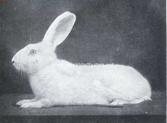 Onbekend, 1916, Onbekend, De tamme konijnenrassen. Witte Weener voedster. Een fraai exemplaar der witte variteit. Opvallend is het blauwe oog, terwijl de zachte en fijne beharing een sieraad is. Eigenaar van de zes afgebeelde konijnen: P.H. de Vries te Amsterdam