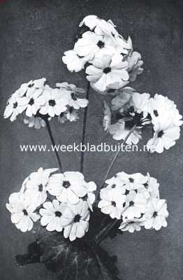 Onbekend, 1916, Onbekend, Winterbloeisters. Primula Obconica