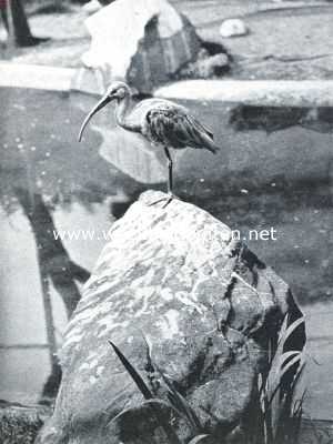 Onbekend, 1917, Onbekend, Van den heiligen ibis en zijn naaste verwanten. De roode ibis (Ibis Rubra)