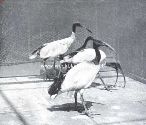 Onbekend, 1917, Onbekend, Van den heiligen ibis en zijn naaste verwanten. Australische ibissen