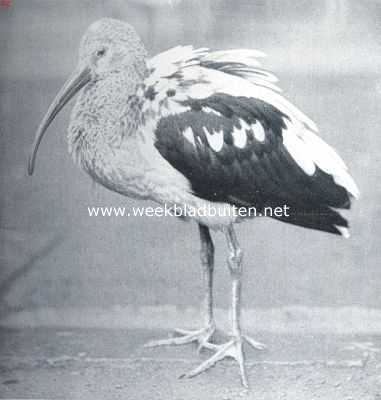 Onbekend, 1917, Onbekend, Van den heiligen ibis en zijn naaste verwanten. Bastaard tusschen heilige ibis en gewone ibis