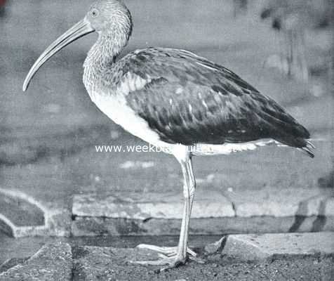 Onbekend, 1917, Onbekend, Van den heiligen ibis en zijn naaste verwanten. De gewone ibis (Ibis Falcinellus L.)