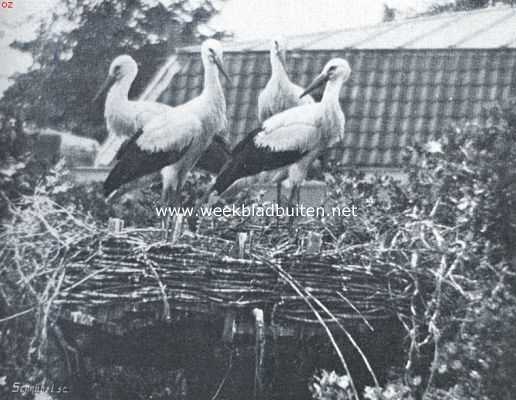 Adebar. Jonge ooievaars op een nest in de stad