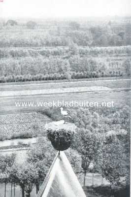 Onbekend, 1917, Onbekend, Adebar. Het ooievaarsnest op het kerkdak