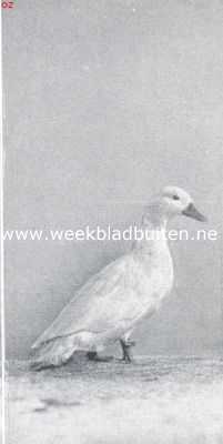 Onbekend, 1917, Onbekend, De tamme eendenrassen. Wit kwakerwoerdje. 1e pr. Avicultura 1917. Eigend. Van C. v. Schouwen, Poeldijk