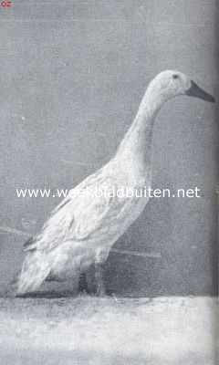 Onbekend, 1917, Onbekend, De tamme eendenrassen. Witte Indische loopeend (woerd). 1e pr. Avicultura 1917. Eigendom van Hoenderpark 