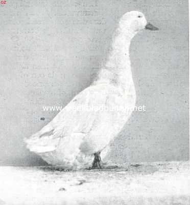 De tamme eendenrassen. Witte Pekingeend (woerd). 1e pr. Avicultura 1917. Eigendom van Hoenderpark 