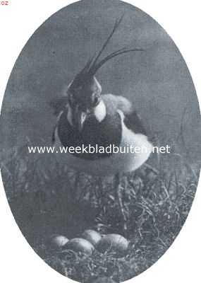 Onbekend, 1917, Onbekend, Kieviet bij zijn nest
