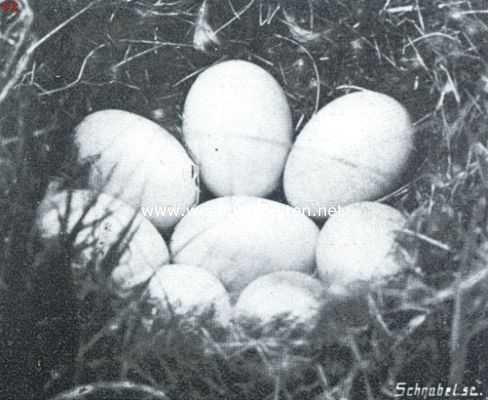 Nest met eieren van den kievit