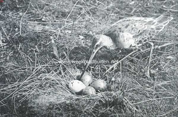 Onbekend, 1917, Onbekend, In 't laag. Grutto bij zijn nest met eieren