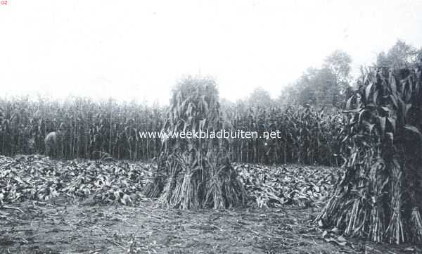 Gelderland, 1917, Wolfheze, Groenvoedersilo's. Masbouw op hoogen zandgrond nabij Wolfheze