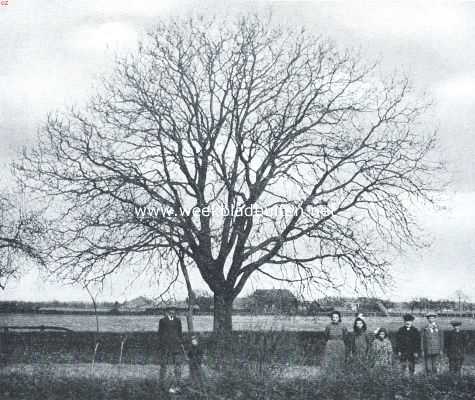 Een slachtoffer van de tijdsomstandigheden. Tachtigjarige notenboom te Drempt bij Doesburg, ondanks request aan den minister van oorlog dezer dagen geveld om in de behoefte aan geschikt hout voor geweerkolven te voorzien