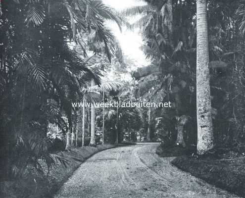 Indonesi, 1917, Buitenzorg, 's Lands Plantentuin te Buitenzorg. Weg in den plantentuin
