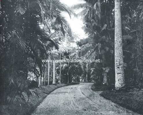 's Lands Plantentuin te Buitenzorg. Weg in den plantentuin