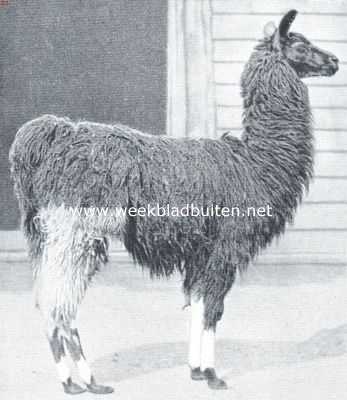 De lama's. De alpaca (Auchenia Alpaco Gen)