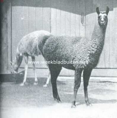 De lama's. Guanaco's of Huanaco's. (Auchenia Huanaco H. Sm.)