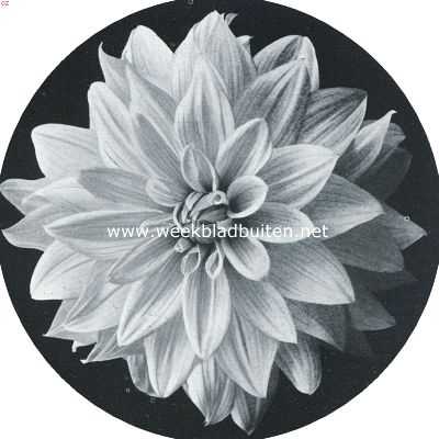 Onbekend, 1917, Onbekend, Nieuwe dahlia's. Nieuwe decoratieve Dahlia Warneford