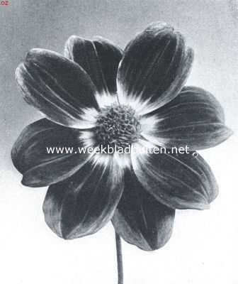 Onbekend, 1917, Onbekend, Nieuwe dahlia's. Enkele Dahlia Velours d'Utrecht