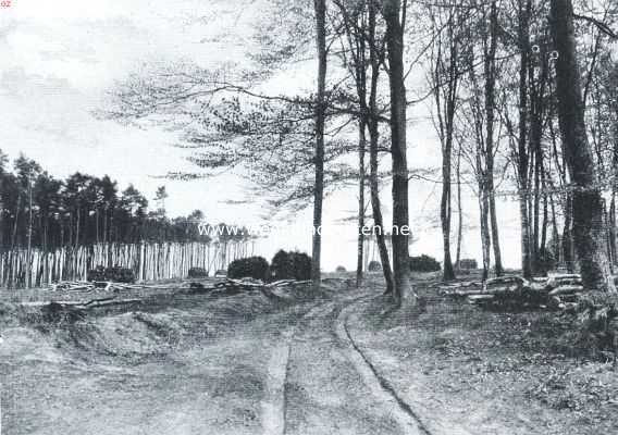 Gelderland, 1917, Ede, De ontbossching van Nederland. Een droef stemmend plekje bij Ede