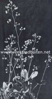 Onbekend, 1917, Onbekend, Menniste zusje (Saxifraga Umbrosa)