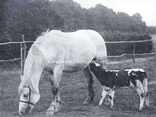 Merrie-paard net kalf