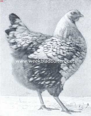 De wyandottes. Jonge zilver wyandotte hen. 1e Prijs Leiden 1917