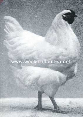 Onbekend, 1917, Onbekend, De wyandottes. Jonge witte wyandotte hen. 1e Prijs Utrecht 1916