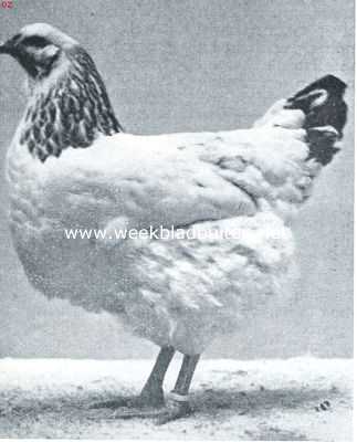 Onbekend, 1917, Onbekend, De wyandottes. Jonge Columbia wyandotte hen. 1e Prijs 1917