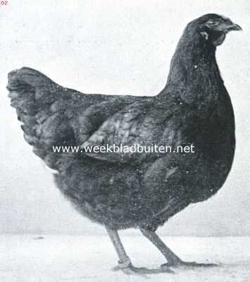 Onbekend, 1917, Onbekend, De wyandottes. Jonge zwarte wyandotte hen. 1e Prijs Leiden 1917