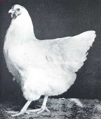 Onbekend, 1917, Onbekend, De wyandottes. Oude witte wyandotte hen. 1e Prijs Chicago 1912