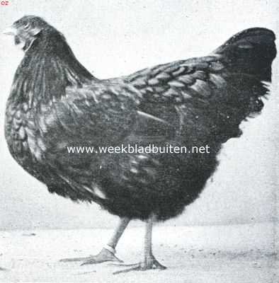 Onbekend, 1917, Onbekend, De wyandottes. Goud wyandotte hen. 1e Prijs Leiden 1917